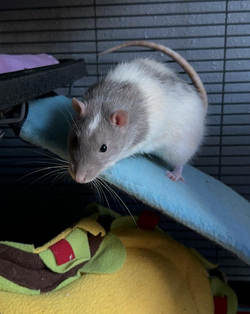 adoptable Rat in Irvine, CA named Tuna, Anchovy and Sardine