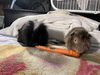 adoptable Guinea Pig in Irvine, CA named Chewy and Percy