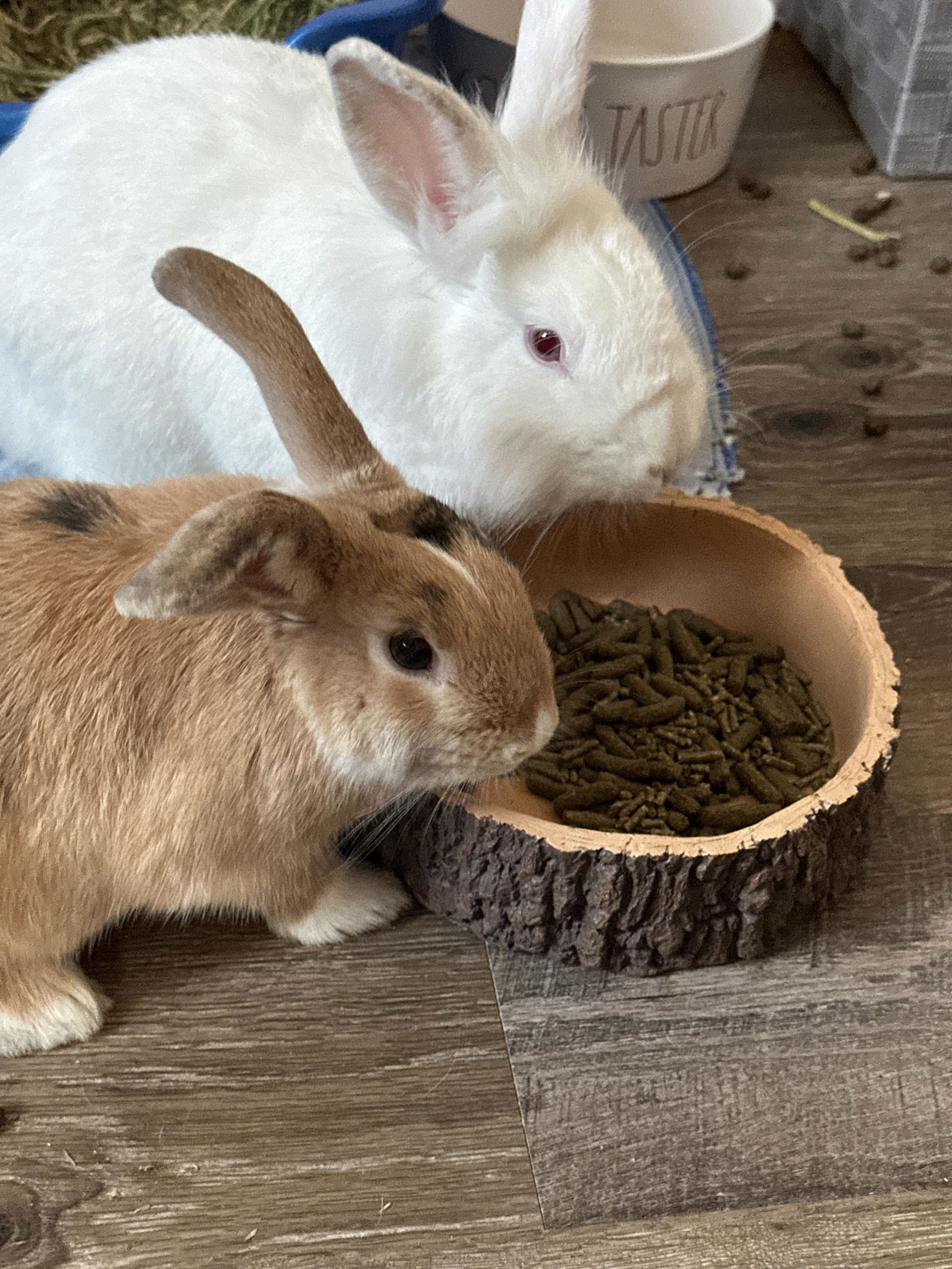 adoptable Rabbit in Irvine, CA named Evie (and Calvin)