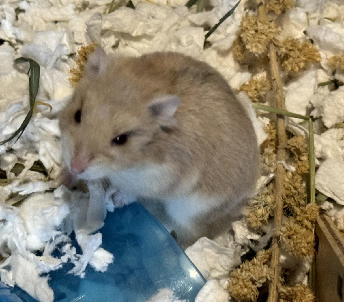 adoptable Hamster in Irvine, CA named Pixie