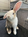 adoptable Rabbit in Irvine, CA named Jack and JuJu