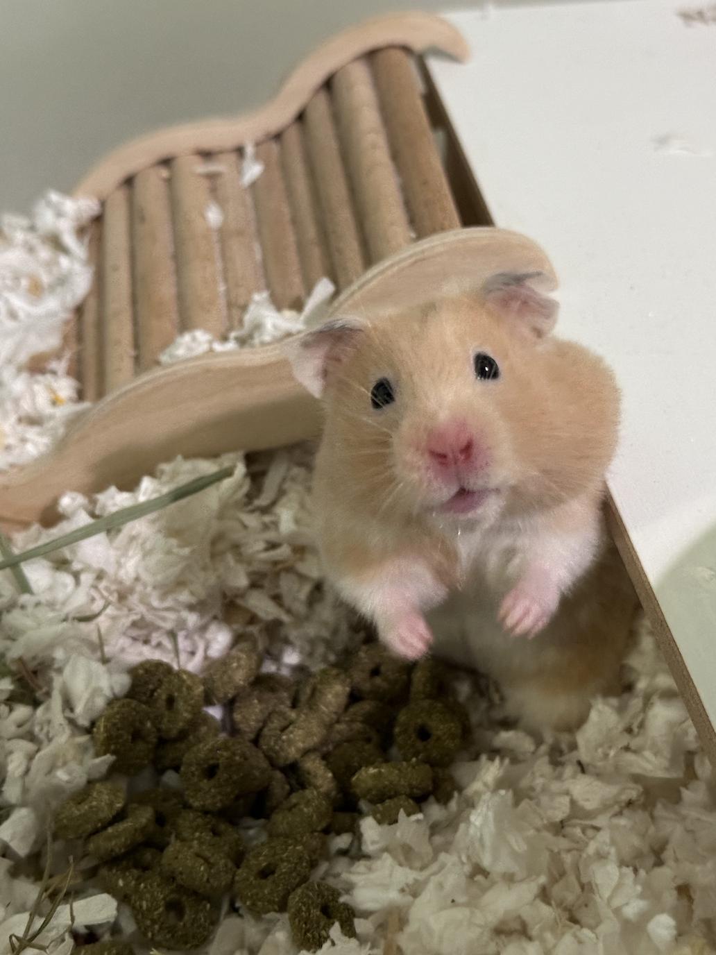 adoptable Hamster in Irvine, CA named Lana Del Reyham