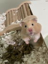 adoptable Hamster in  named Lana Del Reyham