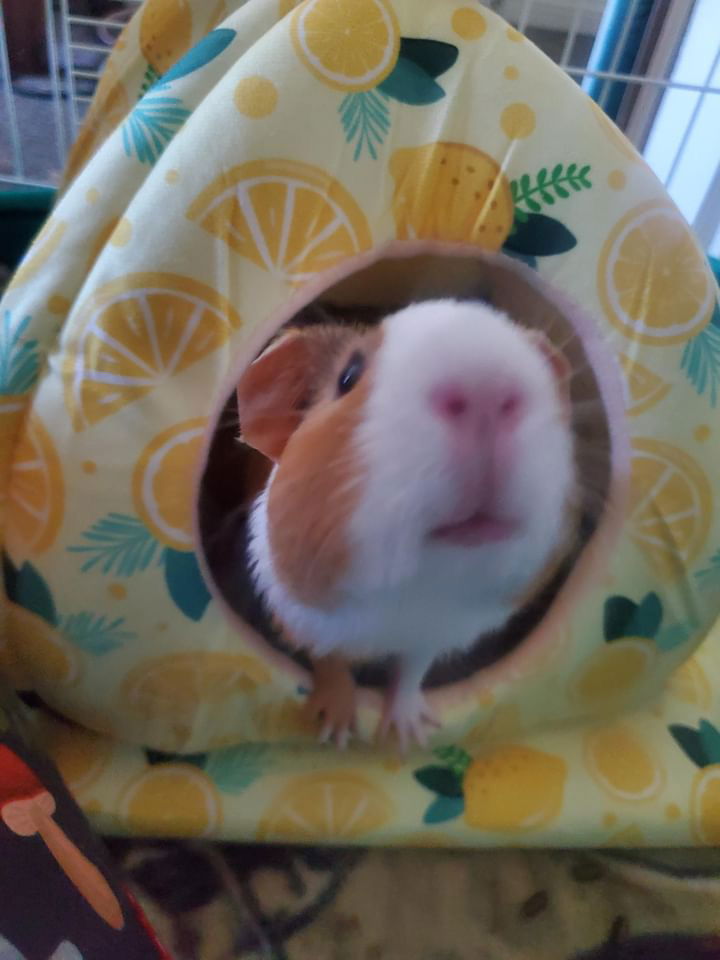 adoptable Guinea Pig in Irvine, CA named Caramel Macchiato and Espresso Shot