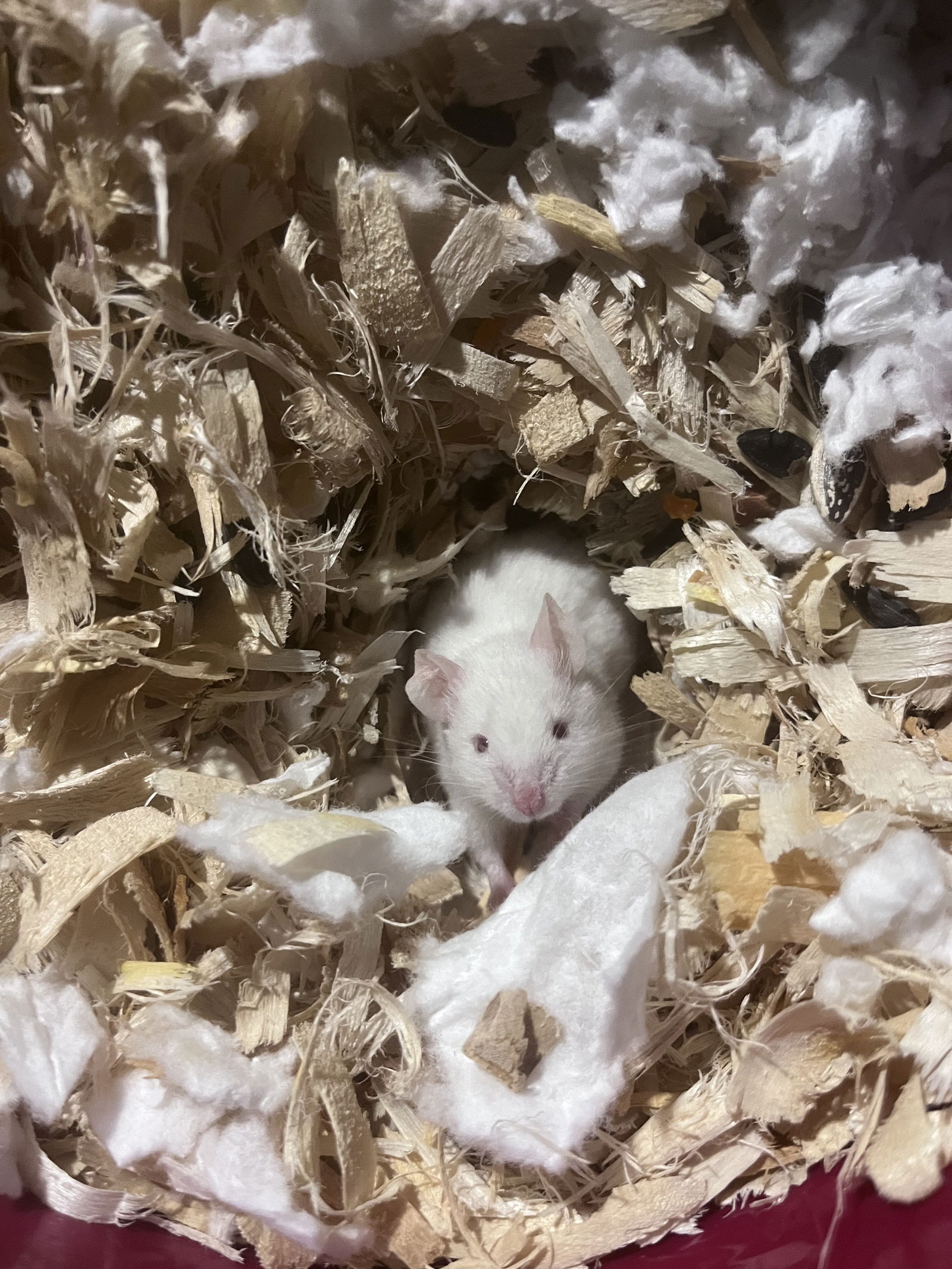 adoptable Mouse in Irvine, CA named Koko