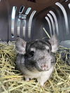 adoptable Chinchilla in Irvine, CA named Cannellini