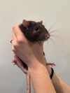 adoptable Rat in  named Slurpee, Boop and Sheep