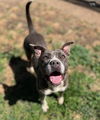 adoptable Dog in Sacramento, CA named Sibyl