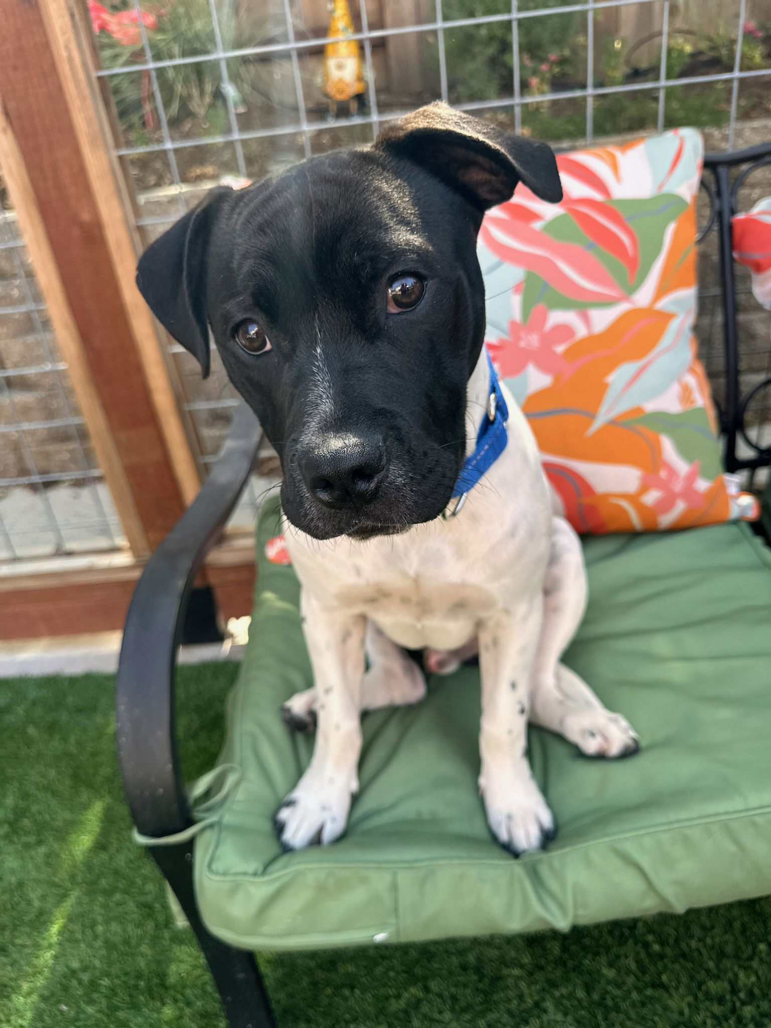 adoptable Dog in Sacramento, CA named Jasper