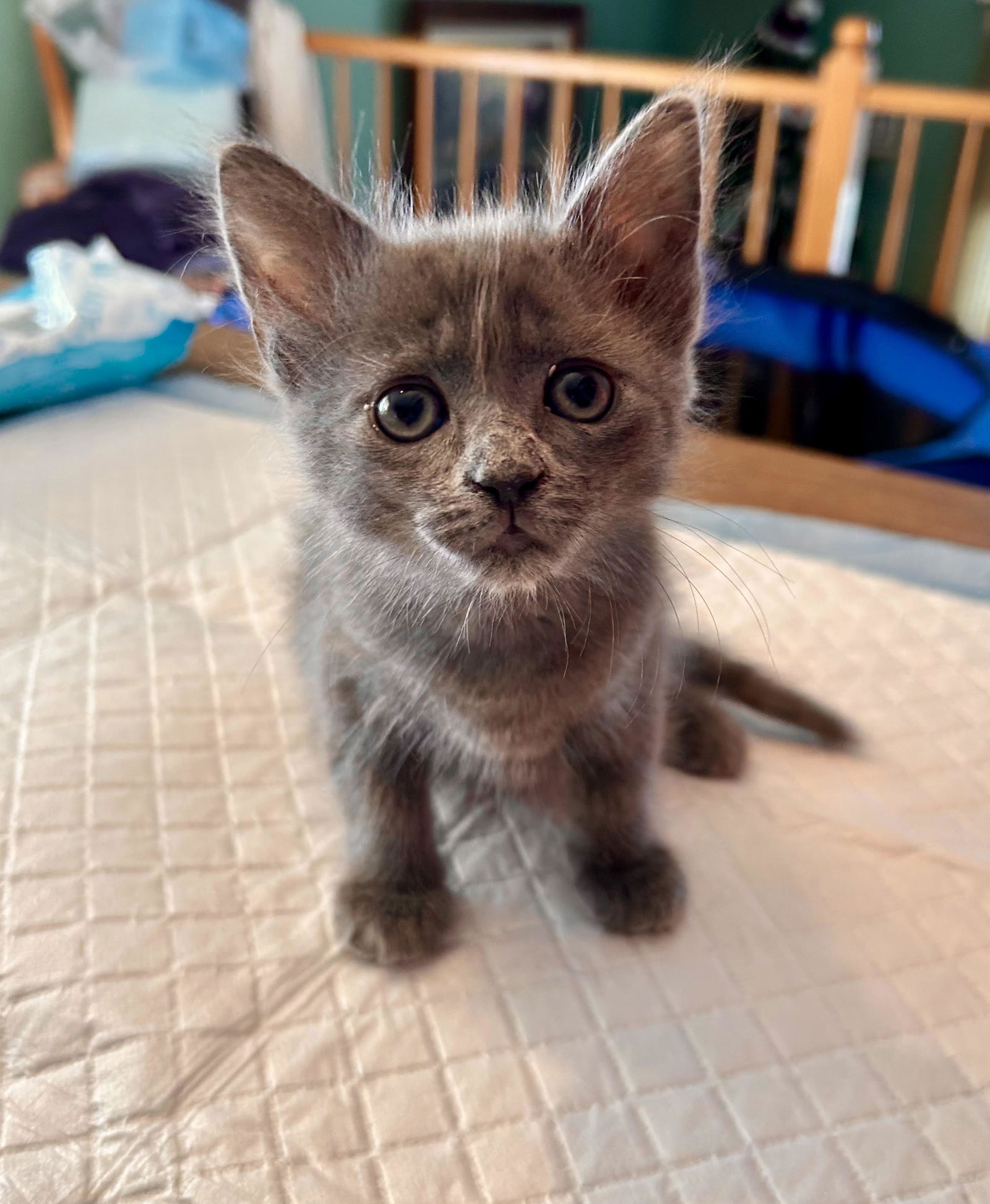 adoptable Cat in New York, NY named Flora