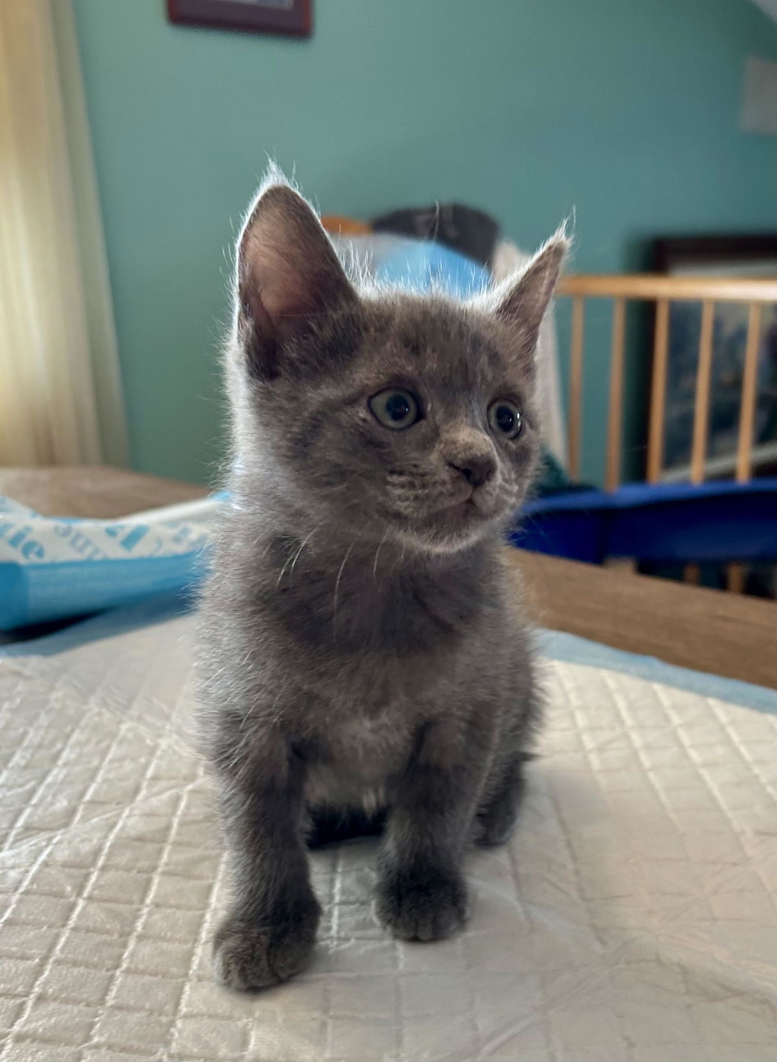 adoptable Cat in New York, NY named Fauna