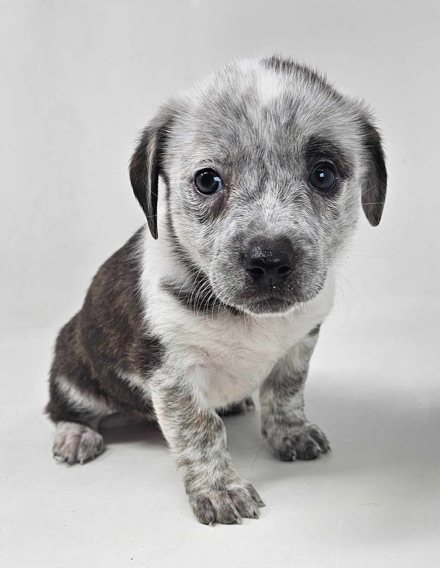 adoptable Dog in New York, NY named Lake