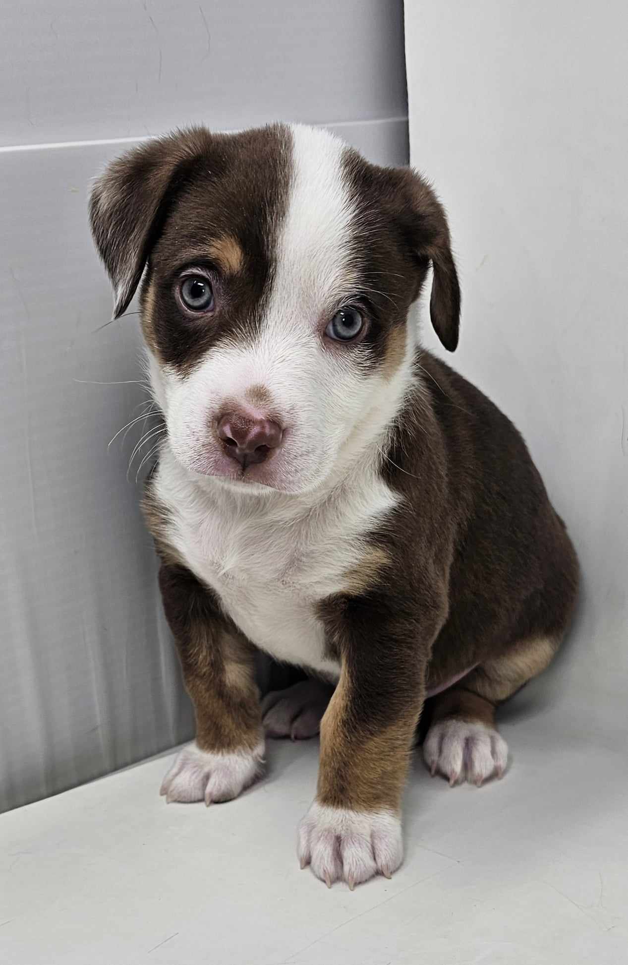 adoptable Dog in New York, NY named Lawrence