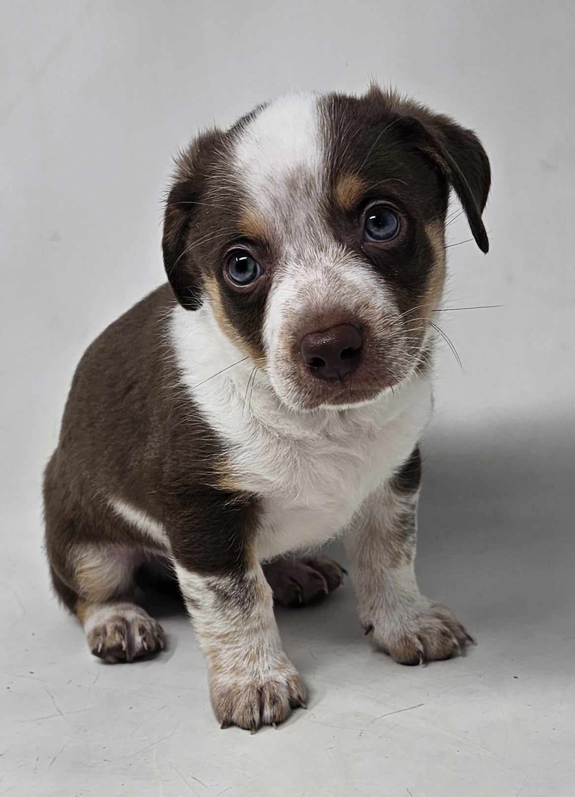 adoptable Dog in New York, NY named Lancaster