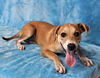 adoptable Dog in  named Vestavia *foster needed*