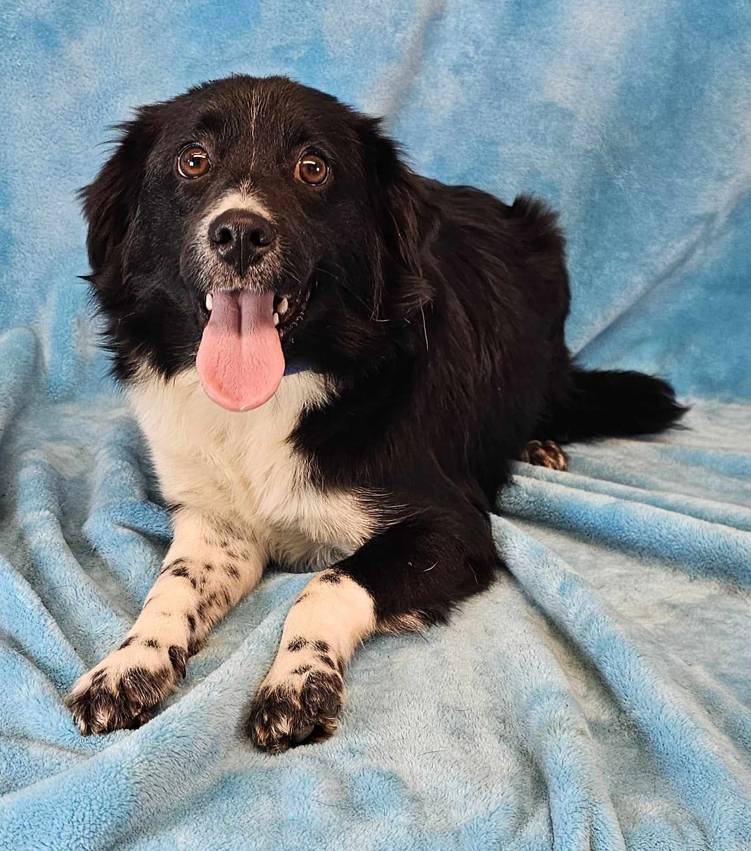 adoptable Dog in New York, NY named Hyatt