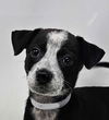 adoptable Dog in  named Tinley *foster needed*