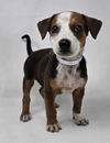 adoptable Dog in  named Tyler *foster needed*