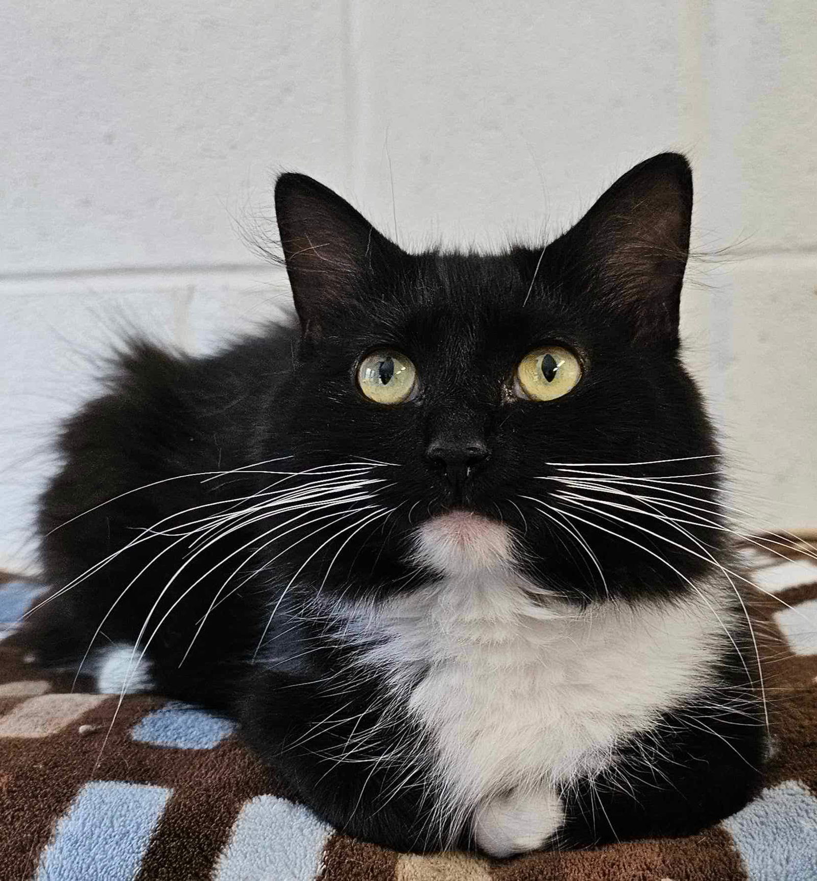 adoptable Cat in New York, NY named Oreo *foster needed*