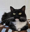 adoptable Cat in  named Oreo *foster needed*