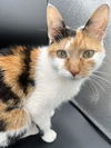 adoptable Cat in  named Mia *foster needed*