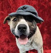 adoptable Dog in  named Declan *foster needed*