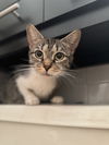 adoptable Cat in New York, NY named Megan