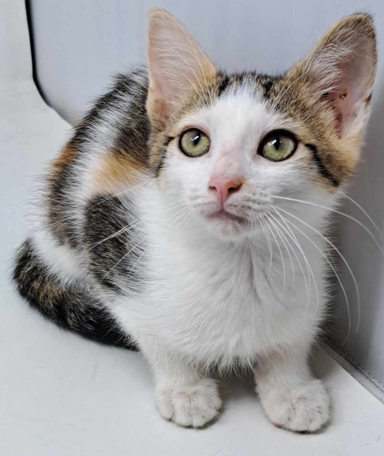 adoptable Cat in New York, NY named Lollipop