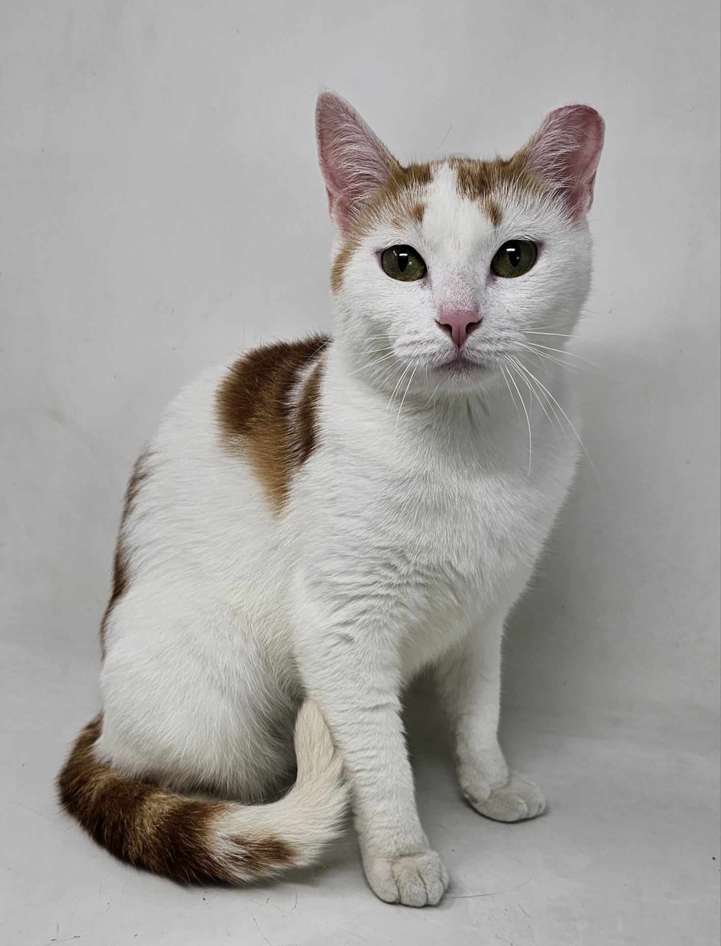 adoptable Cat in New York, NY named Kelley