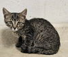 adoptable Cat in New York, NY named Tigger