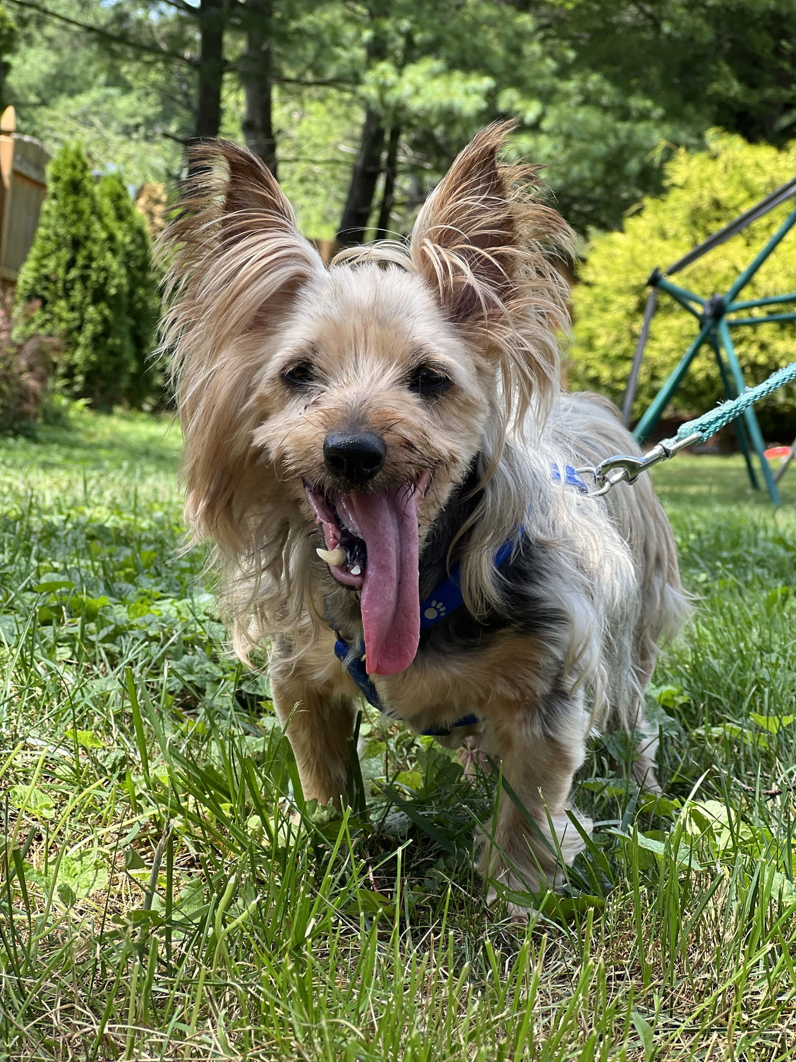 adoptable Dog in New York, NY named Gabby