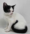 adoptable Cat in New York, NY named Crepe Myrtle *foster needed*