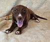 adoptable Dog in  named Fortuna *foster needed*