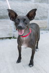 adoptable Dog in New York, NY named Royse