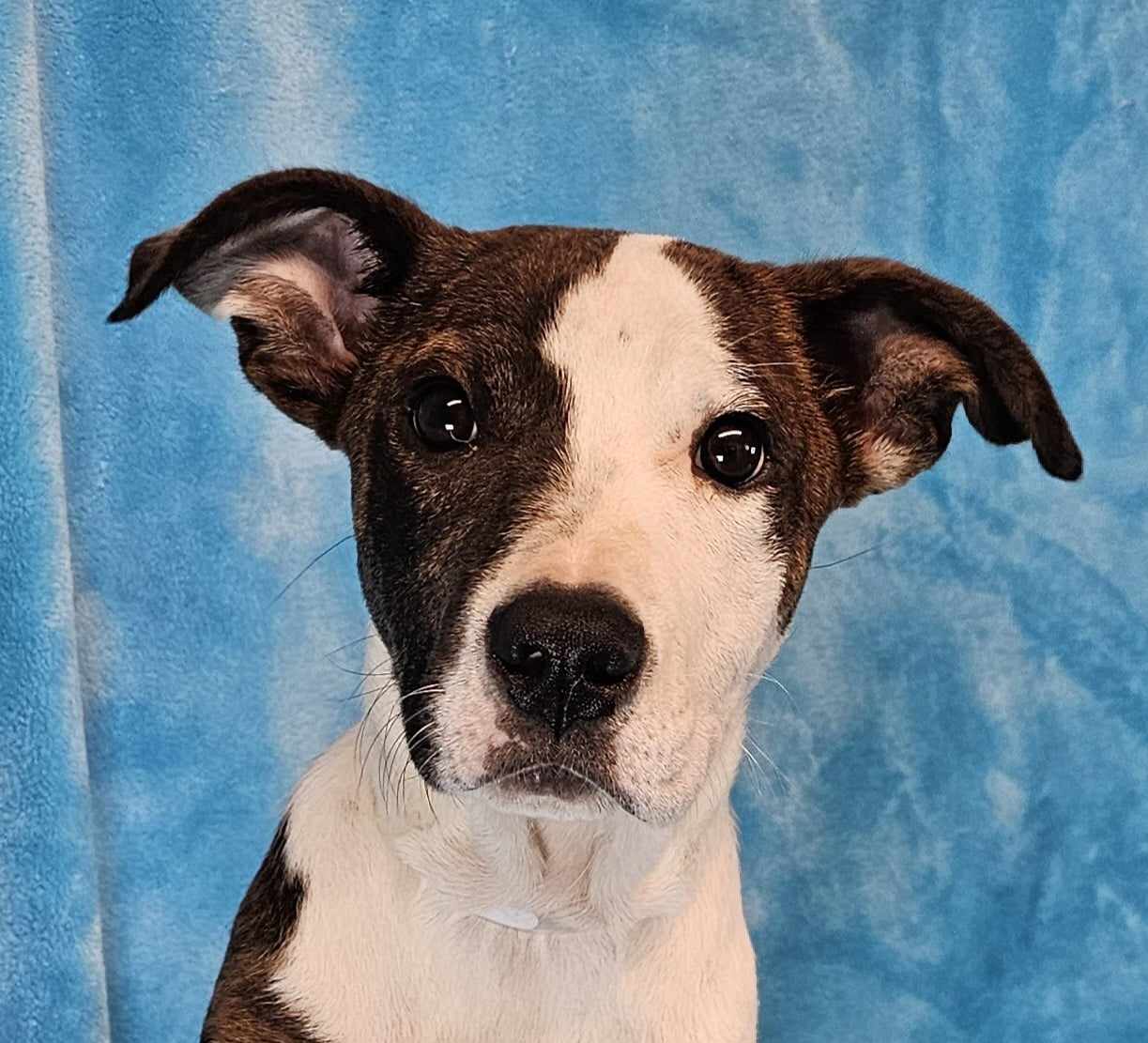 adoptable Dog in New York, NY named Win *foster needed*