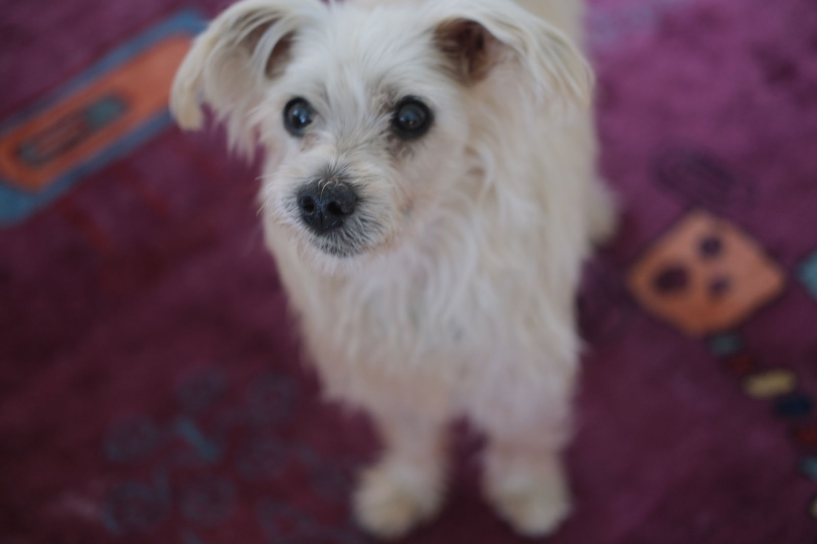 adoptable Dog in New York, NY named Bruno