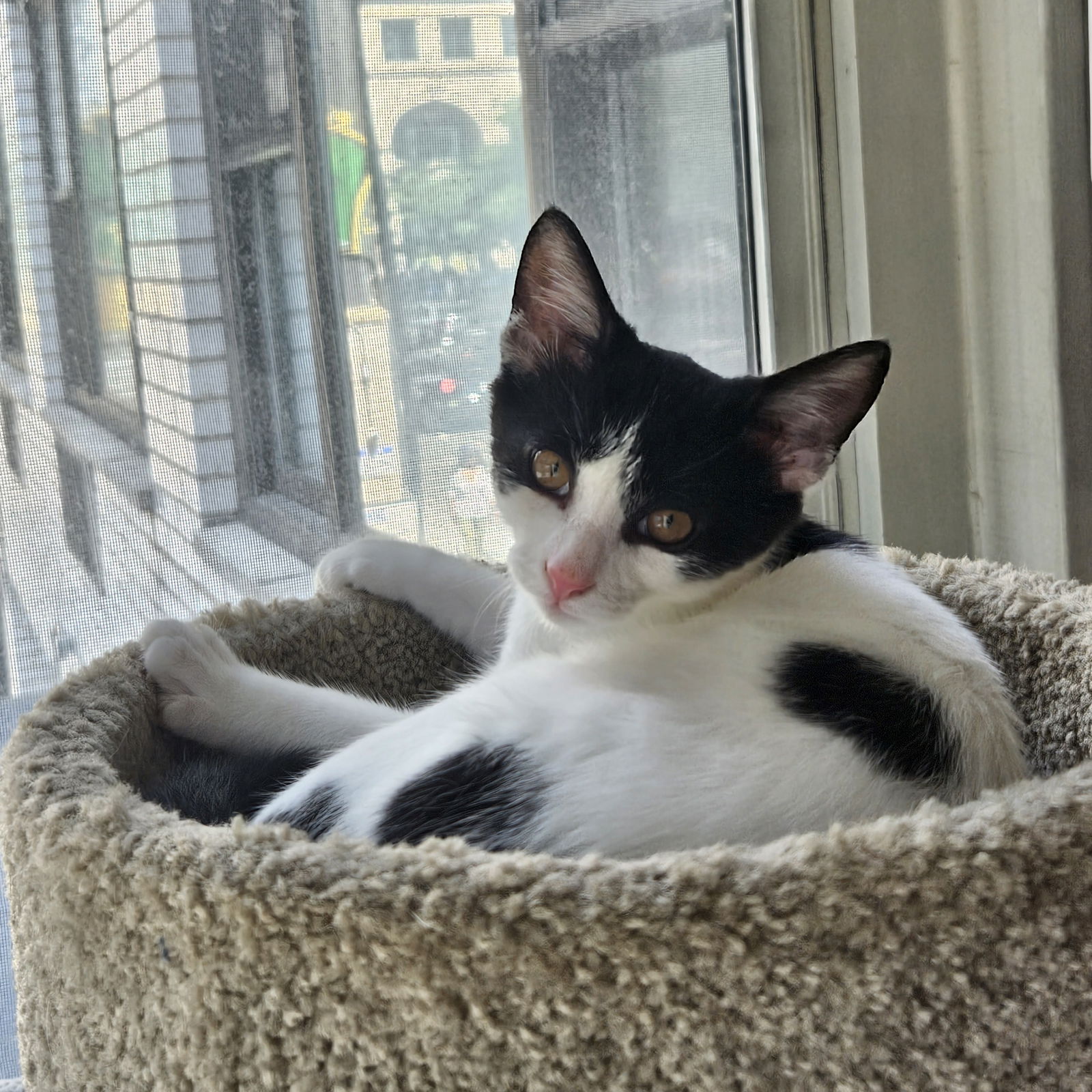 adoptable Cat in New York, NY named Cottoneaster