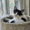 adoptable Cat in New York, NY named Cottoneaster