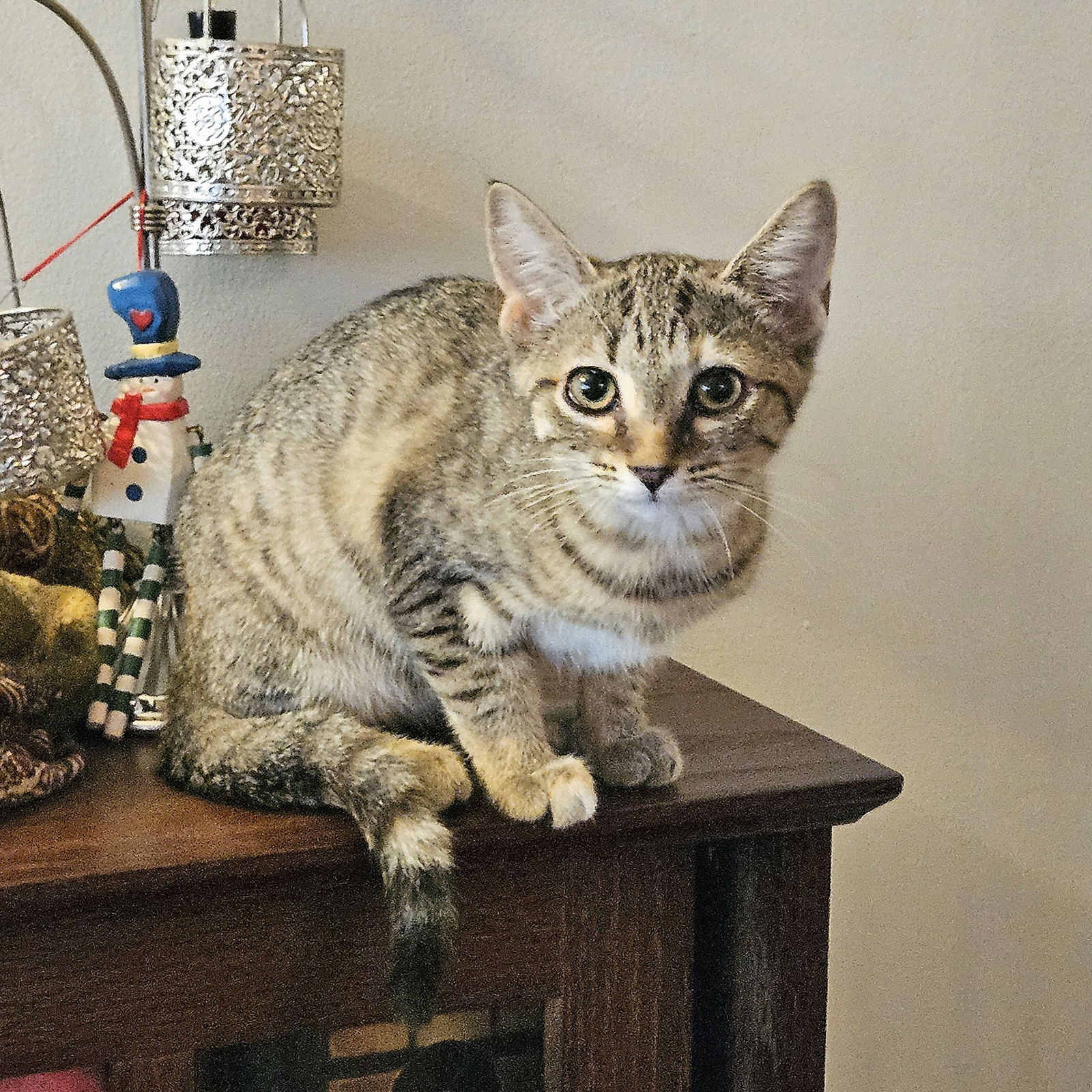 adoptable Cat in New York, NY named Stacy