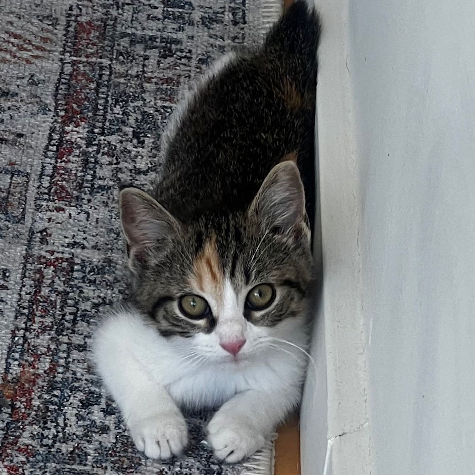 adoptable Cat in New York, NY named Sloane