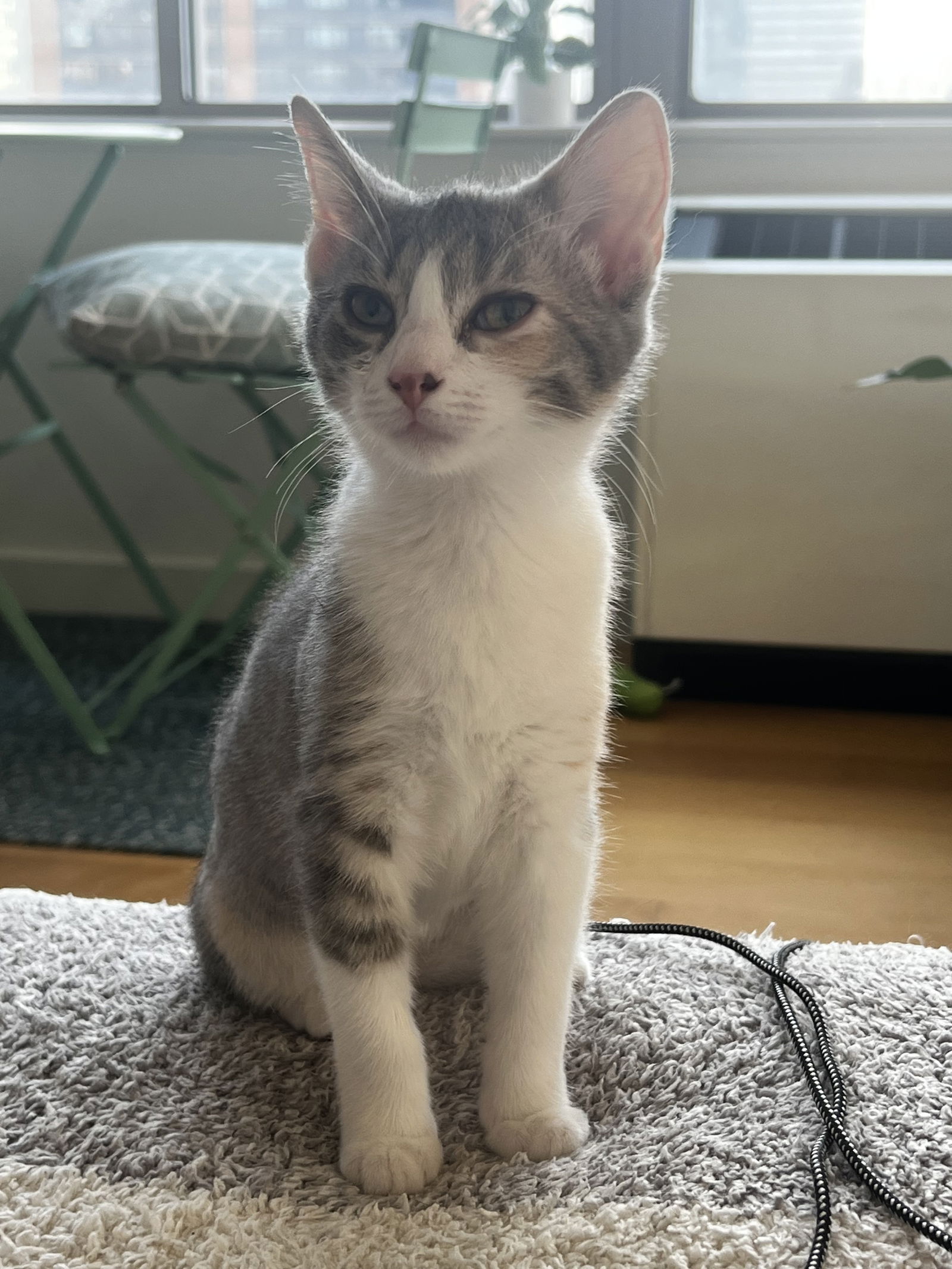 adoptable Cat in New York, NY named Summer