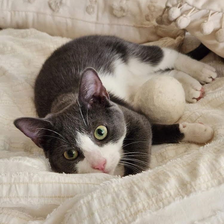 adoptable Cat in New York, NY named Friend Owl *sponsored adoption fee*