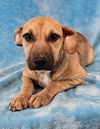 adoptable Dog in  named Havanna *foster needed*