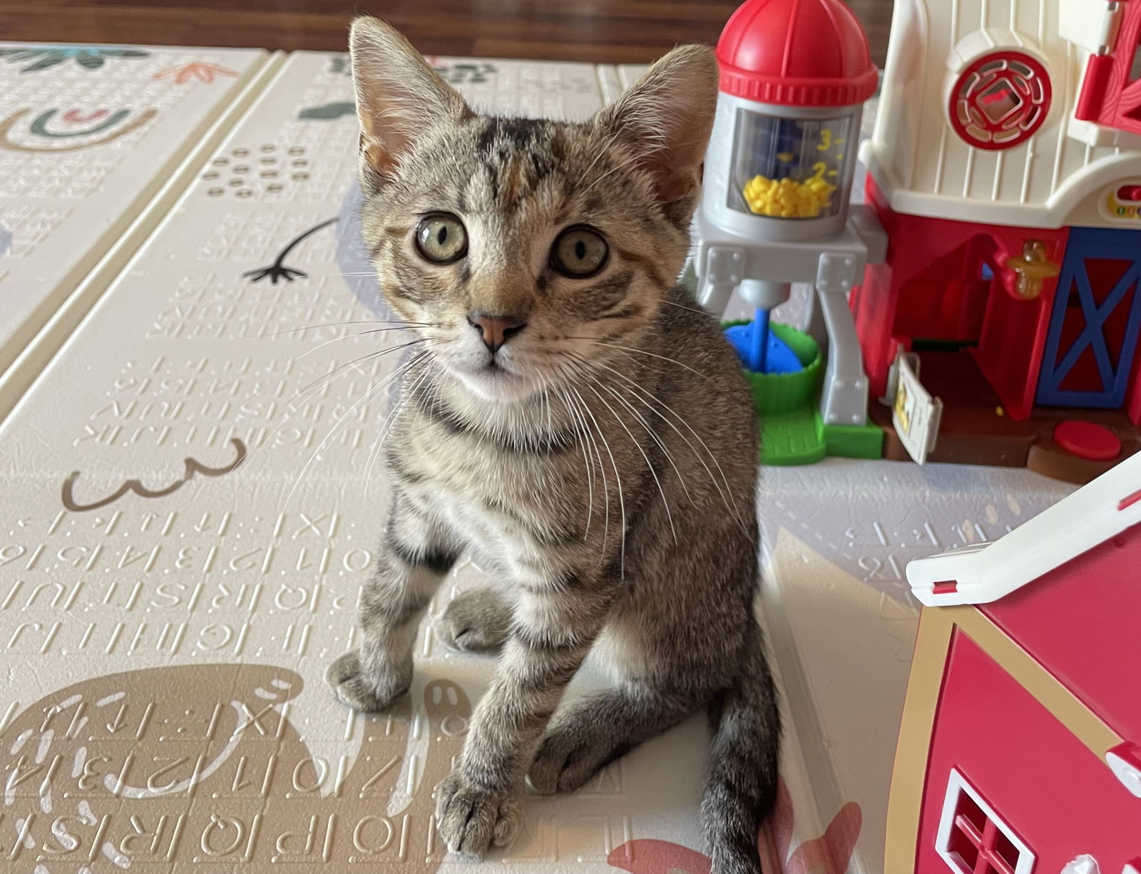 adoptable Cat in New York, NY named Clover