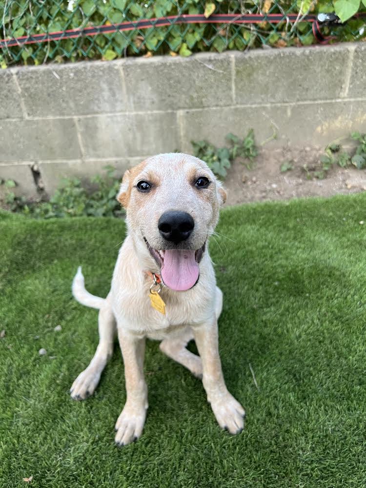 adoptable Dog in New York, NY named Jane