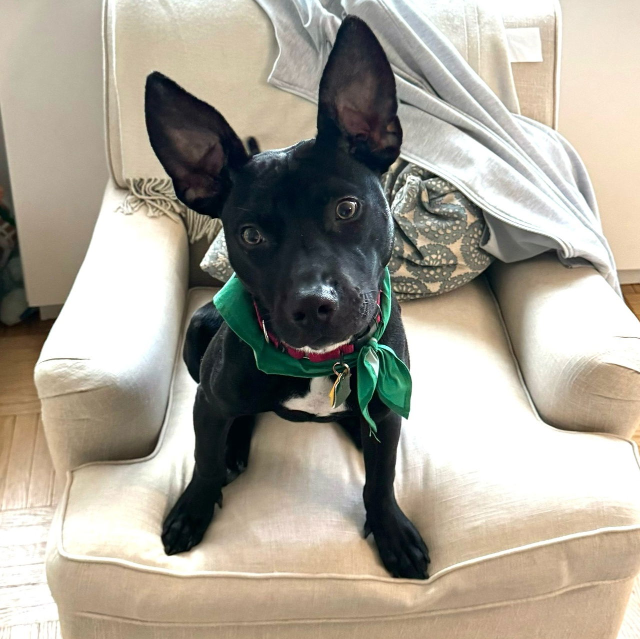 adoptable Dog in New York, NY named Ham *sponsored adoption fee*