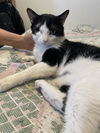 adoptable Cat in New York, NY named Principe - one eyed pirate