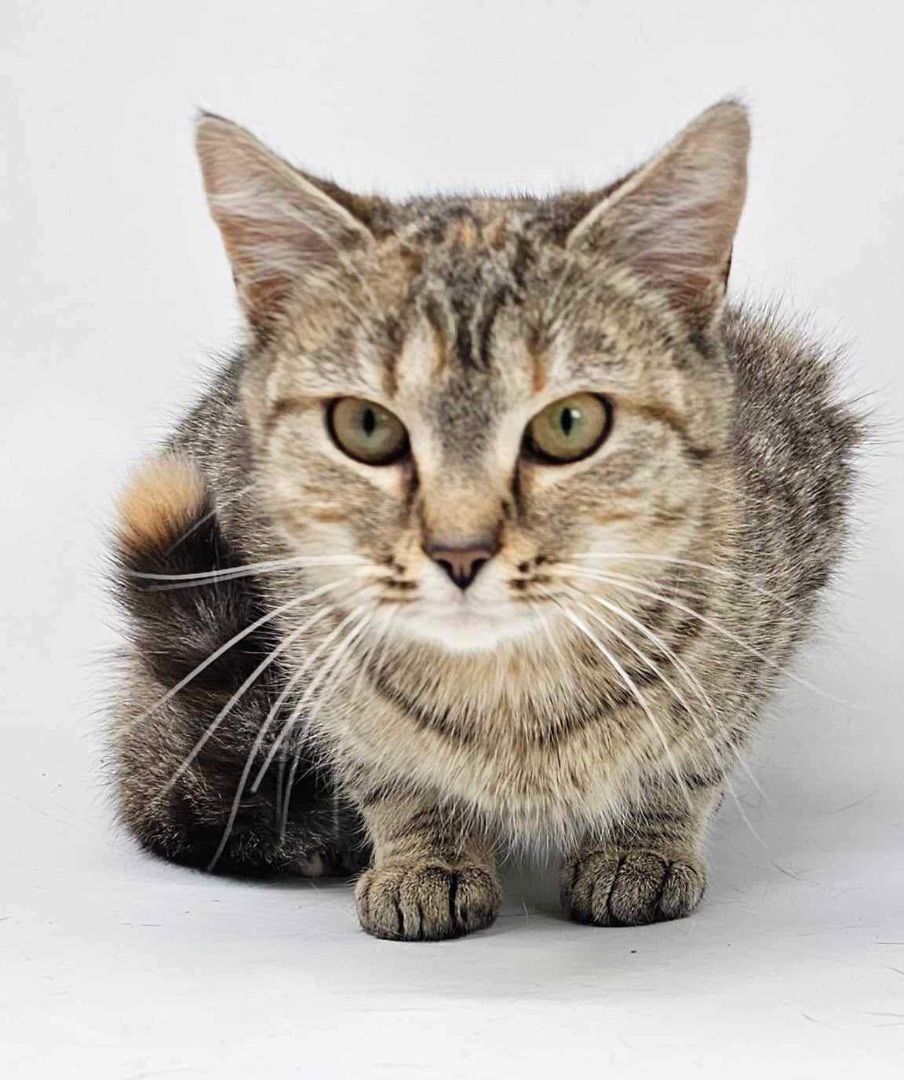 adoptable Cat in New York, NY named Issaquah