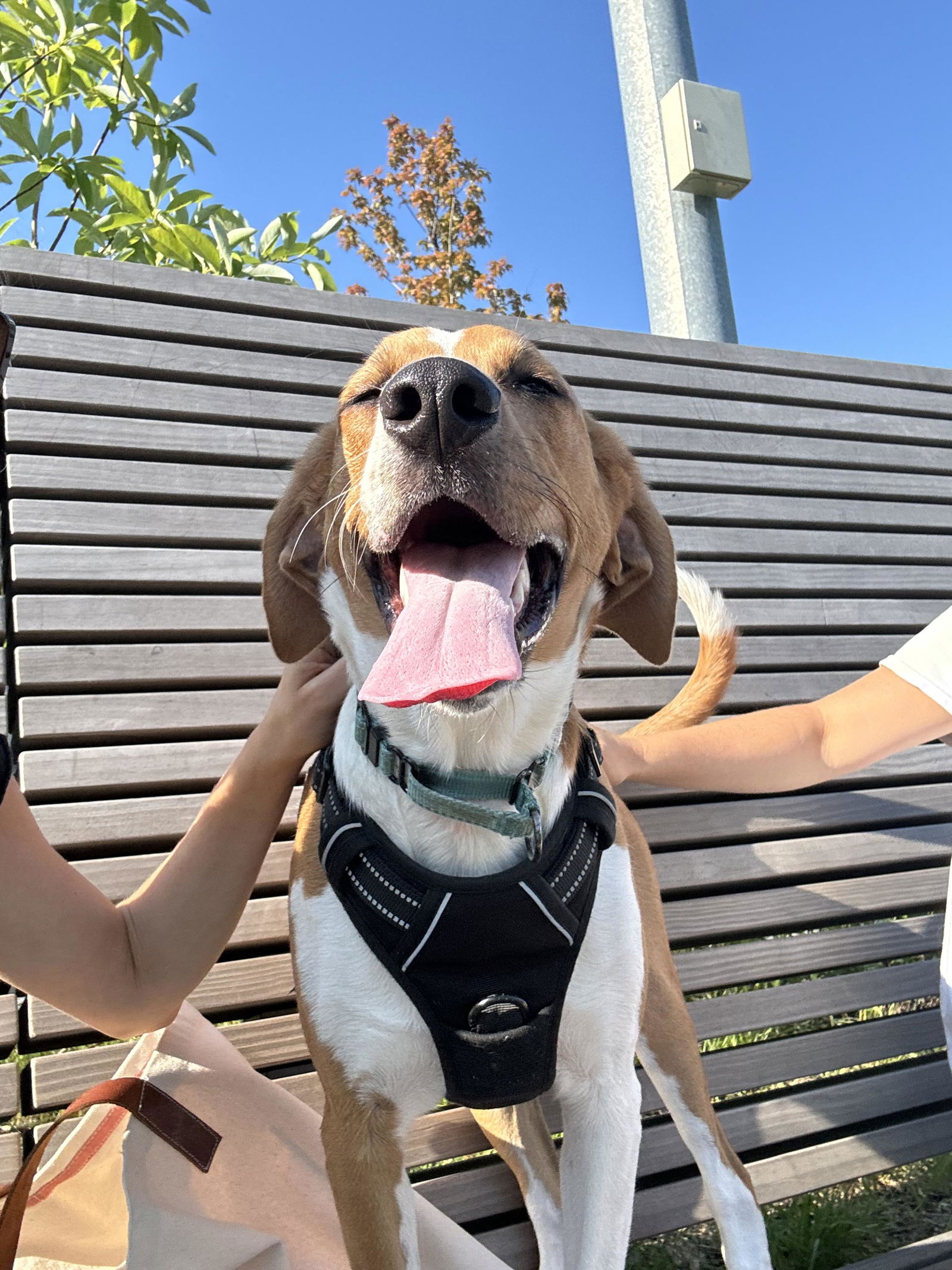 adoptable Dog in New York, NY named Sorbet