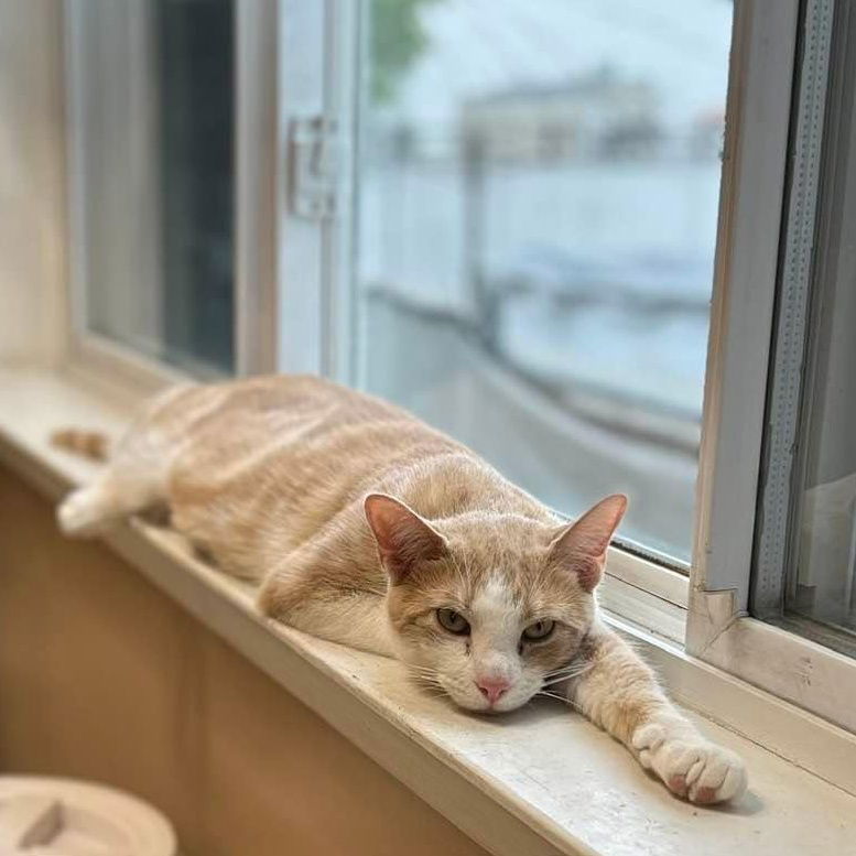 adoptable Cat in New York, NY named Pumpkin